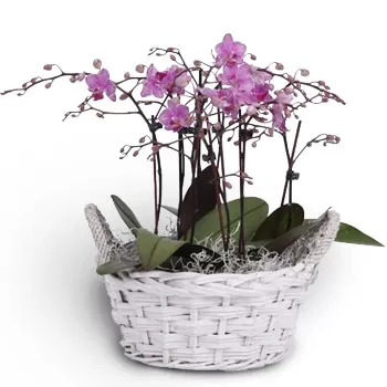 Егейрос цветя- Малък и красив Цвете Доставка