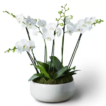 Alagonia-virágok- Örök orchideák Virág Szállítás