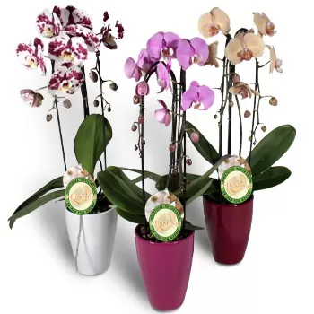 Achladeri Blumen Florist- Kaskaden-Orchideen Blumen Lieferung