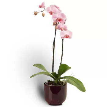 아그리니오 꽃- 호접란 식물 꽃 배달
