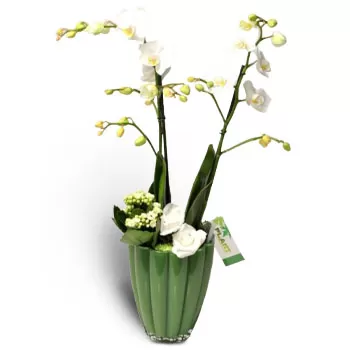 아기오스 플로로스 꽃- 순수한 아름다움 꽃 배달