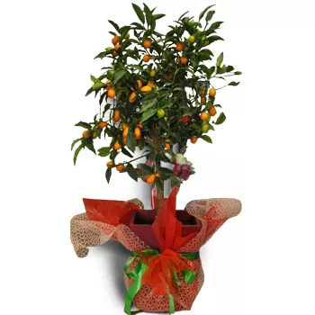 Akrasion-virágok- Narancsfa fajta Virág Szállítás