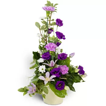 flores de Aigina- toque roxo Flor Entrega