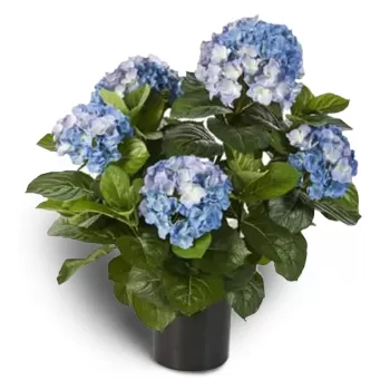fleuriste fleurs de Oslo- Hortensia bleu océan Bouquet/Arrangement floral