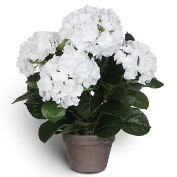 Stavanger květiny- Bílá kopule Kytice/aranžování květin