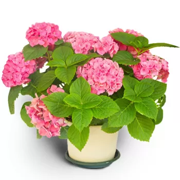 flores Oslo floristeria -  Annabelle rosa Ramo de flores/arreglo floral