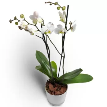 Bergen blomster- Elegant Phalaenopsis orkidé 