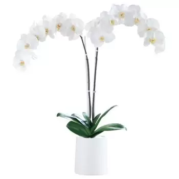 بائع زهور زغرب- أناقة اللون الأبيض باقة الزهور