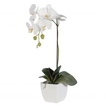بائع زهور كوربو- أناقة اللون الأبيض زهرة التسليم
