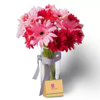 Al-Khalij at-Tijari-virágok- Gyönyörű gerberák Virág Szállítás