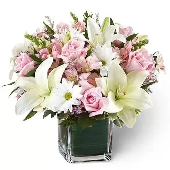 Al-Ḥibiah 6 kwiaty- Dość miękkie Kwiat Dostawy