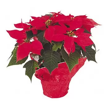 Ακαμπαμπάτ λουλούδια- Κόκκινο δόξα Λουλούδι Παράδοση