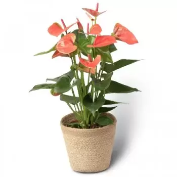 Hungary flowers  -  POTTED FLAMINGO - PLANT Flower Delivery