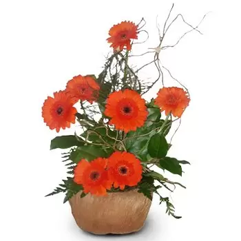 Andrychow λουλούδια- Πορτοκαλί συνδυασμός Λουλούδι Παράδοση