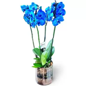 Niu Blau-virágok- Lelkek virágokhoz Virág Szállítás