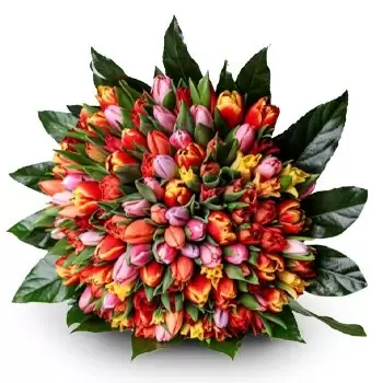 Bernolákovo blomster- Luksuriøs bukett med fargerike tulipaner Blomst Levering