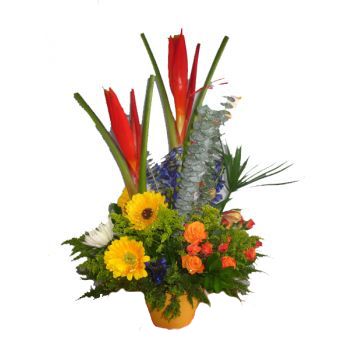 St. Lucia rože- Tropski karneval Cvet Dostava