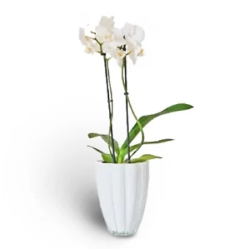 بائع زهور الدار البيضاء- الجمال الكامل للنبات زهرة التسليم