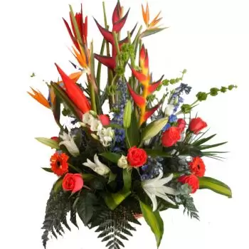 Hastings online Blomsterhandler - Tropiske Burst Buket