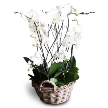 بائع زهور الكنداس- اعطاء هدية زهرة التسليم