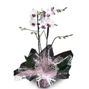 Albufeira Blumen Florist- Königin der Orchideen Blumen Lieferung