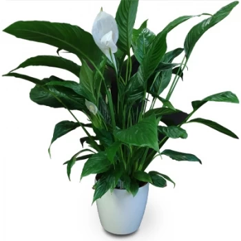 Agrobom cveжe- Indoor Plant Cvet Dostava