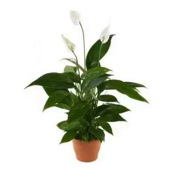 プラハ 花- Spathiphyllum 花束/フラワーアレンジメント
