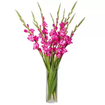 flores de Guanito- Amor rosa de verão Flor Entrega