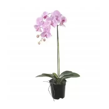 Basyun bloemen bloemist- Fancy Pink Orchid Bloem Levering