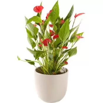 Almere rože- Anthurium vključno lonec Cvet Dostava