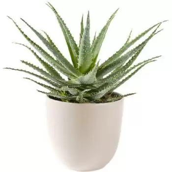 Copenhagen Online blomsterbutikk - Aloe Vera saftig plante inkludert potten Bukett