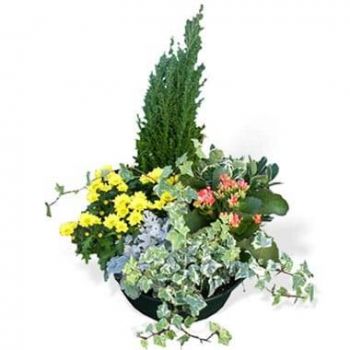 flores Tarbes floristeria -  Mezcla de plantas El jardín del tiempo Ramo de flores/arreglo floral