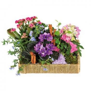 Aiffres Toko bunga online - Perpaduan tanaman The Enchanted Garden Karangan bunga