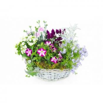 ליון פרחים- הרכבה של צמחי רוזאה ורודים וסגולים פרח משלוח