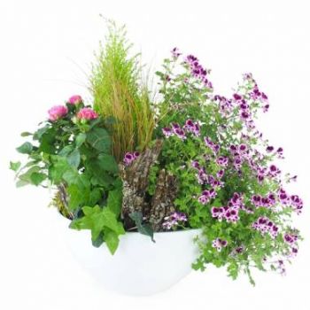 Alby-sur-Cheran bunga- Campuran tumbuhan Pulchra merah jambu & ungu Bunga Penghantaran