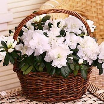 Марсилия цветя- Бяла азалия в саксия Цвете Доставка