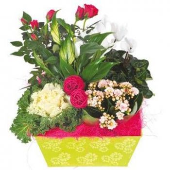 ליון פרחים- מזכרת לבן, ורוד, הרכב פוקסיה זר פרחים/סידור פרחים