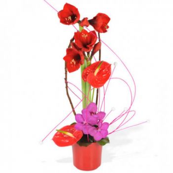 몽펠리에 꽃- 고양 아마릴리스의 구성 꽃 배달