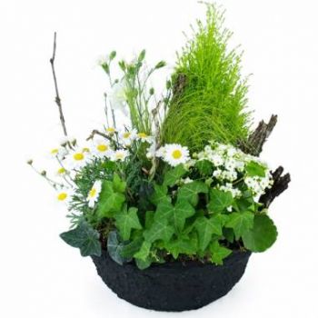 Ajoux Blumen Florist- Zusammensetzung der weißen Pflanze der Kamill Blumen Lieferung