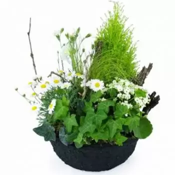 ליון חנות פרחים באינטרנט - הרכב הצמח הלבן של קמומילה זר פרחים