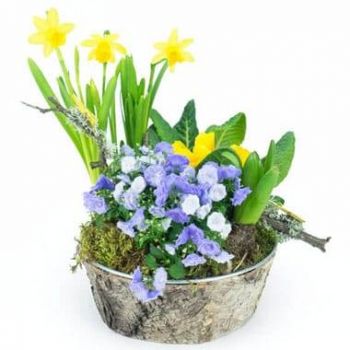fiorista fiori di Abbeville- Composizione di piante Narcisi in Follia Fiore Consegna