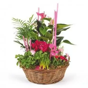 Pau flowers  -  Composition of plants Le Jardin des Druides Flower Delivery