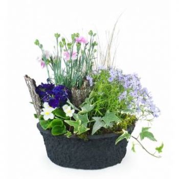 fleuriste fleurs de Montpellier- Composition de plantes mauve & bleue Dulcis Fleur Livraison