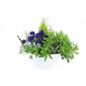 툴루즈 꽃- 보라색 & 파란색 식물의 구성 자연