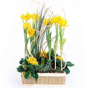 Montpellier flowers  -  Composition of Narcissus plants in the Wind Flower Delivery