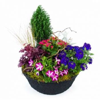 Bordeaux Blumen Florist- Zusammensetzung von rosa und blauen Pflanzen  Blumen Lieferung