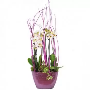 Martinique Blumen Florist- Tasse weiße Orchideen Comtesse de Ségur Blumen Lieferung