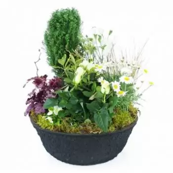 Cayenne online cvetličarno - Nubes Bela rastlinska žalna skodelica Šopek