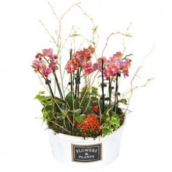 Montpellier blomster- Kopp mini orkideer Miss Eglantine Blomst Levering