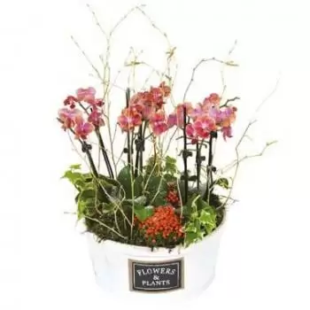 Bordeaux Blumen Florist- Tasse Mini-Orchideen Miss Eglantine Blumen Lieferung